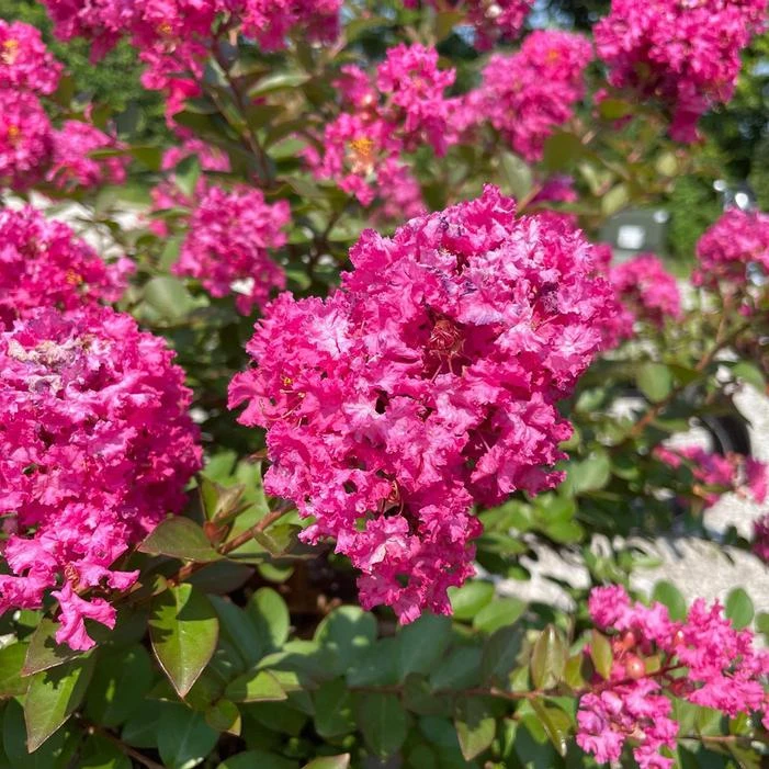 GREATMYRTLE™ CHERRY DELIGHT CRAPEMYRTLE 3 GREATMYRTLE™ CHERRY DELIGHT CRAPEMYRTLE
