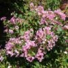 GREATMYRTLE™ COTTON CANDY CRAPEMYRTLE -NatureScape Shop DETA 5238