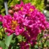 GREATMYRTLE™ RED VELVET CRAPEMYRTLE -NatureScape Shop DETA 5240