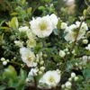 DOUBLE TAKE® ETERNAL WHITE QUINCE 2 DOUBLE TAKE® ETERNAL WHITE QUINCE -NatureScape Shop DETA 5266