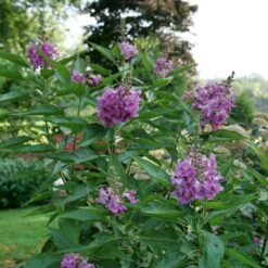 EL NIÑO™ CHITALPA -NatureScape Shop DETA 5268