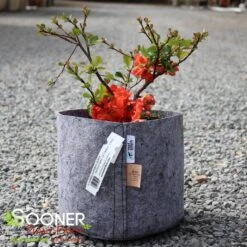 O YASHIMA FLOWERING QUINCE 8 O YASHIMA FLOWERING QUINCE -NatureScape Shop DETA 5271