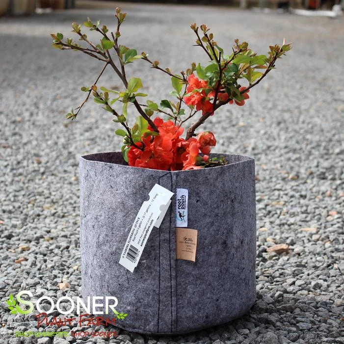 O YASHIMA FLOWERING QUINCE 5 O YASHIMA FLOWERING QUINCE - Image 3