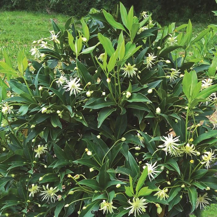 STAR FLOWER ORION™ ILLICIUM 3 STAR FLOWER ORION™ ILLICIUM