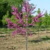 LUSCIOUS LAVENDER™ REDBUD 1 LUSCIOUS LAVENDER™ REDBUD -NatureScape Shop DETA 5286