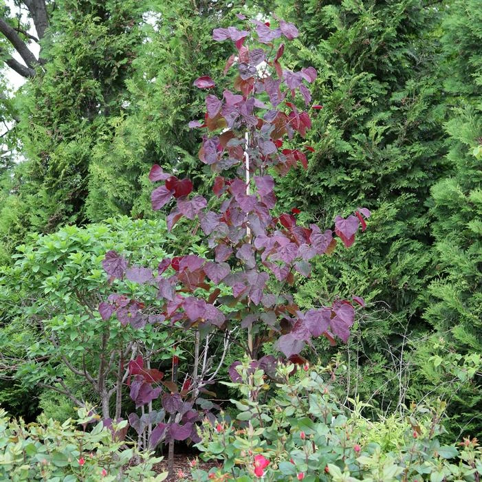 MIDNIGHT EXPRESS® REDBUD 7 MIDNIGHT EXPRESS® REDBUD - Image 5