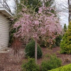 PINK SNOW SHOWERS™ WEEPING CHERRY -NatureScape Shop DETA 5289