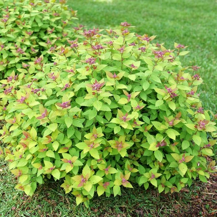 DOUBLE PLAY® DOLLY™ SPIRAEA 4 DOUBLE PLAY® DOLLY™ SPIRAEA - Image 2