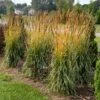 GOLDEN SUNSET® INDIAN GRASS -NatureScape Shop DETA 5325