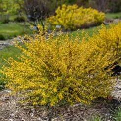 LUCKY DEVIL® NINEBARK 7 LUCKY DEVIL® NINEBARK -NatureScape Shop DETA 5351