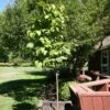 SNOWCAP™ JAPANESE TREE LILAC 2 SNOWCAP™ JAPANESE TREE LILAC -NatureScape Shop DETA 5353