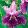 SWEET BUBBA SEEDLESS DESERT WILLOW 2 SWEET BUBBA SEEDLESS DESERT WILLOW -NatureScape Shop DETA 5354
