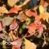 LACETTE™ FRAGRANT SUMAC -NatureScape Shop DETA 5358