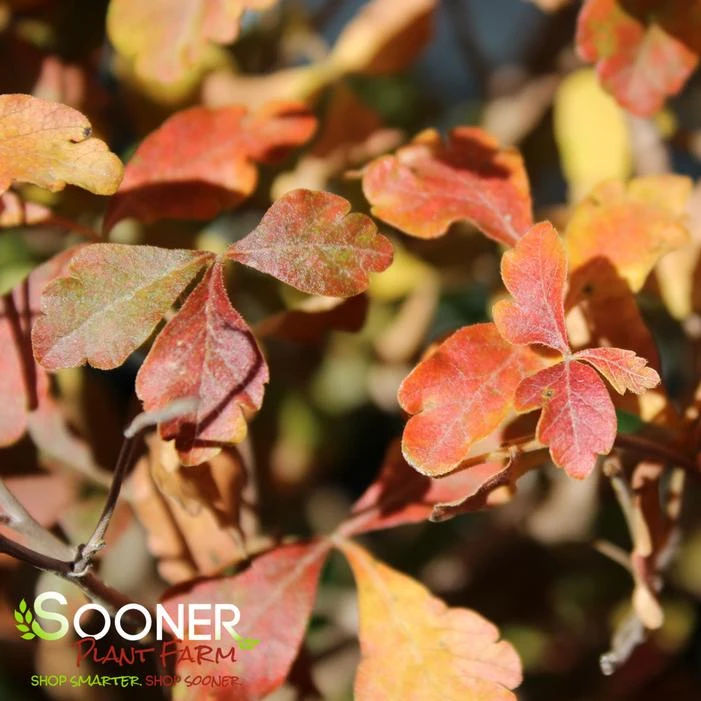 LACETTE™ FRAGRANT SUMAC 3 LACETTE™ FRAGRANT SUMAC