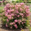 BELLINI® GUAVA CRAPEMYRTLE -NatureScape Shop DETA 5389