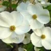 EDDIE'S WHITE WONDER DOGWOOD 1 EDDIE'S WHITE WONDER DOGWOOD -NatureScape Shop DETA 5432