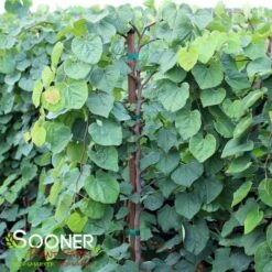 GREEN MACHINE WEEPING REDBUD 7 GREEN MACHINE WEEPING REDBUD -NatureScape Shop DETA 5449