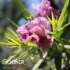 BUBBA JONES DESERT WILLOW 1 BUBBA JONES DESERT WILLOW -NatureScape Shop DETA 5453