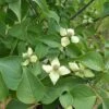 BLUE RAY™ KOUSA DOGWOOD -NatureScape Shop DETA 5454