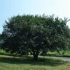 PRAIRIE EXPEDITION® AMERICAN ELM 2 PRAIRIE EXPEDITION® AMERICAN ELM -NatureScape Shop DETA 5464