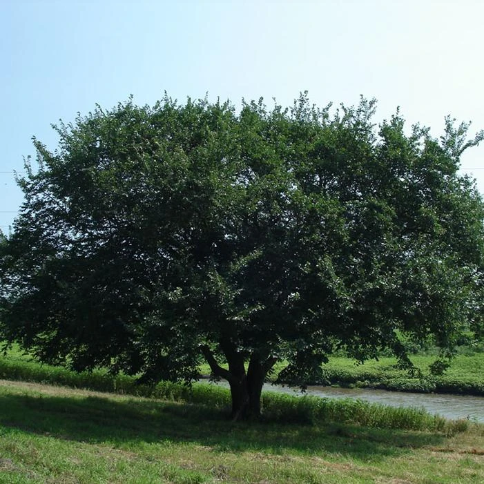 PRAIRIE EXPEDITION® AMERICAN ELM 3 PRAIRIE EXPEDITION® AMERICAN ELM