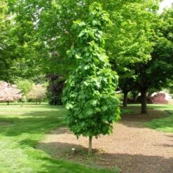 SUGAR CONE SUGAR MAPLE 9 SUGAR CONE SUGAR MAPLE -NatureScape Shop DETA 5468