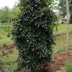 NIGHTFALL® WEEPING JAPANESE SNOWBELL -NatureScape Shop DETA 5476