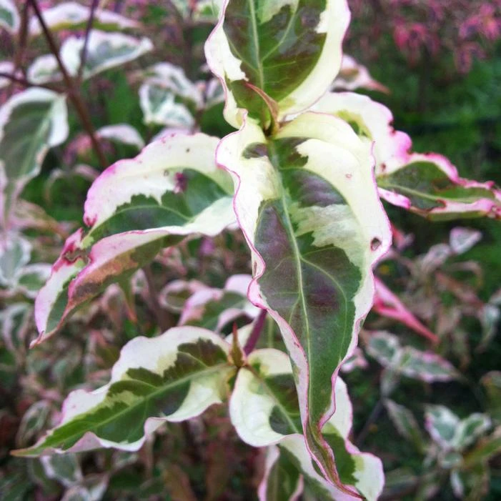 SUMMER FUN KOUSA DOGWOOD 3 SUMMER FUN KOUSA DOGWOOD