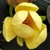 HONEY TULIP™ MAGNOLIA 2 HONEY TULIP™ MAGNOLIA -NatureScape Shop DETA 5486