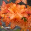 MANDARIN LIGHTS DECIDUOUS AZALEA 1 MANDARIN LIGHTS DECIDUOUS AZALEA -NatureScape Shop DETA 5559