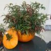 LEAFSCAPE™ HALLOWEEN LEUCOTHOE -NatureScape Shop DETA 5580