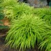 ALL GOLD JAPANESE FOREST GRASS 1 ALL GOLD JAPANESE FOREST GRASS -NatureScape Shop DETA 562