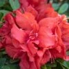 EVER AFTER™ RUBY REBLOOMING AZALEA -NatureScape Shop DETA 5639