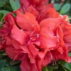 EVER AFTER™ RUBY REBLOOMING AZALEA