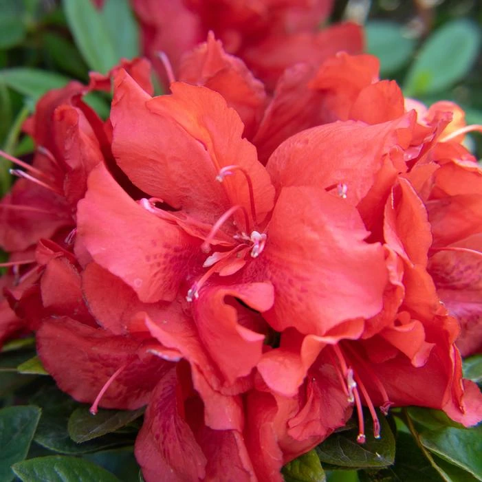 EVER AFTER™ RUBY REBLOOMING AZALEA 3 EVER AFTER™ RUBY REBLOOMING AZALEA