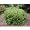 HEDGEHOG JAPANESE PLUM YEW 1 HEDGEHOG JAPANESE PLUM YEW -NatureScape Shop DETA 5694