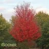 AUTUMN BLAZE® MAPLE 1 AUTUMN BLAZE® MAPLE -NatureScape Shop DETA 57
