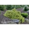 THREADBRANCH FALSE CYPRESS -NatureScape Shop DETA 5703