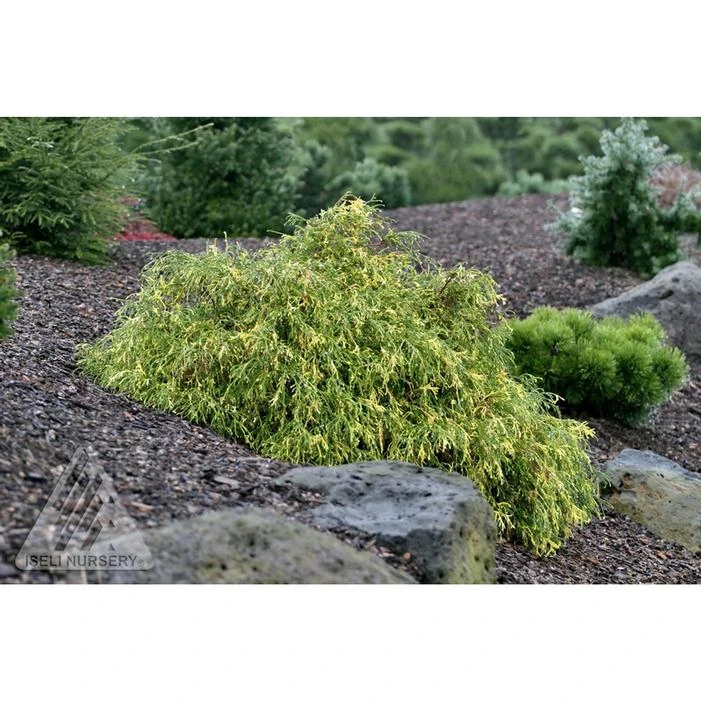 THREADBRANCH FALSE CYPRESS 3 THREADBRANCH FALSE CYPRESS