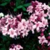 CANDY LIGHTS™ DECIDUOUS AZALEA 1 CANDY LIGHTS™ DECIDUOUS AZALEA -NatureScape Shop DETA 5716