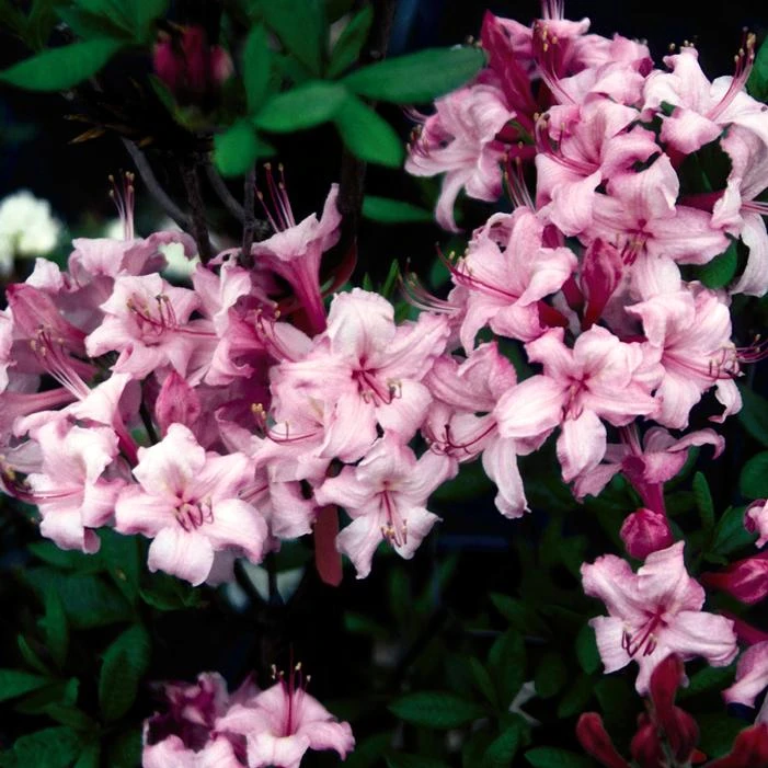 CANDY LIGHTS™ DECIDUOUS AZALEA 3 CANDY LIGHTS™ DECIDUOUS AZALEA