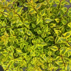 BRILLIANTINA™ ABELIA -NatureScape Shop DETA 5720