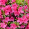 PERFECTO MUNDO® FUCHSIA CARPET™ AZALEA -NatureScape Shop DETA 5723