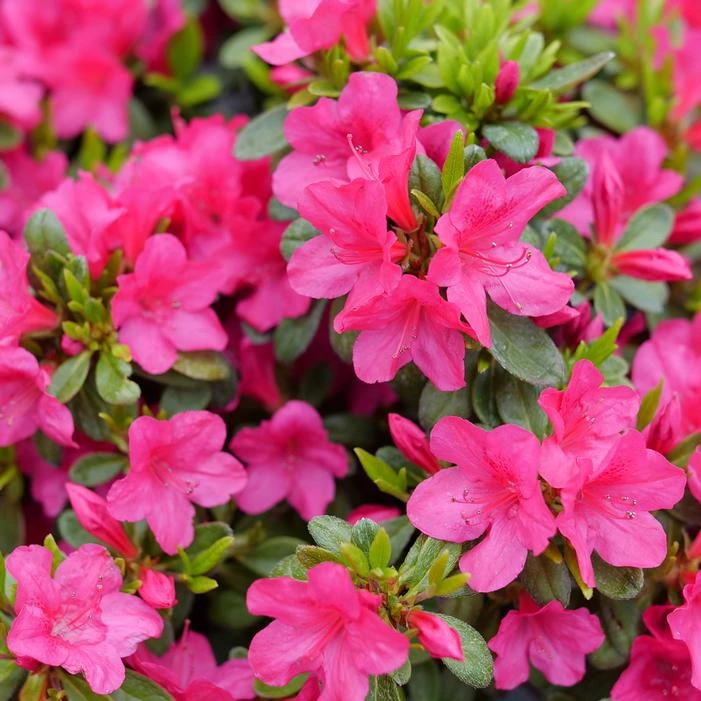PERFECTO MUNDO® FUCHSIA CARPET™ AZALEA 3 PERFECTO MUNDO® FUCHSIA CARPET™ AZALEA