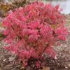 FIRE BALL® SEEDLESS BURNING BUSH 2 FIRE BALL® SEEDLESS BURNING BUSH -NatureScape Shop DETA 5731