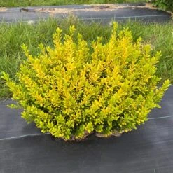 GLOW POP™ JAPANESE HOLLY 7 GLOW POP™ JAPANESE HOLLY -NatureScape Shop DETA 5737