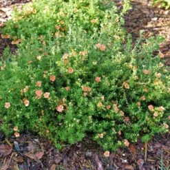 HAPPY FACE® ORANGE POTENTILLA -NatureScape Shop DETA 5741