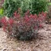 STAY CLASSY™ PURPLELEAF SAND CHERRY -NatureScape Shop DETA 5742