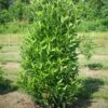 YARDLINE™ VIBURNUM 1 YARDLINE™ VIBURNUM -NatureScape Shop DETA 5749