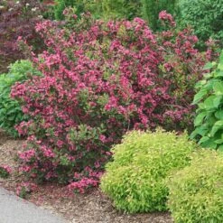 SONIC BLOOM® PUNCH™ WEIGELA 8 SONIC BLOOM® PUNCH™ WEIGELA -NatureScape Shop DETA 5751